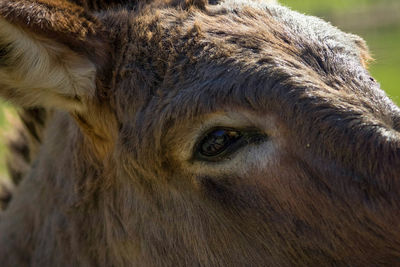 Close-up of horse outdoors