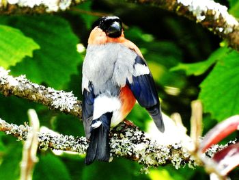 Close-up of bird perching on tree