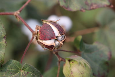 Close-up of a fruit on plant