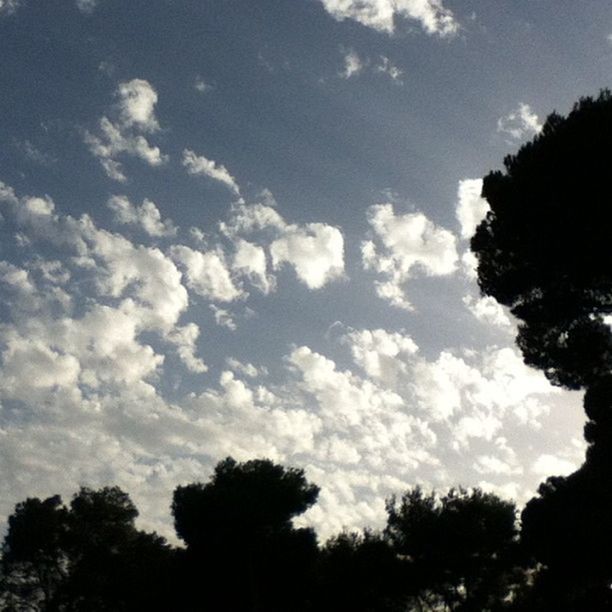 tree, silhouette, sky, low angle view, tranquility, beauty in nature, tranquil scene, scenics, nature, cloud - sky, growth, cloud, outdoors, idyllic, no people, cloudy, forest, day, sunlight, outline