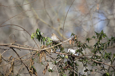 Bird perching on branch