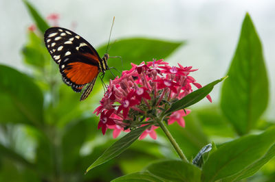 Close-up of butterfly pollinating on pink flower