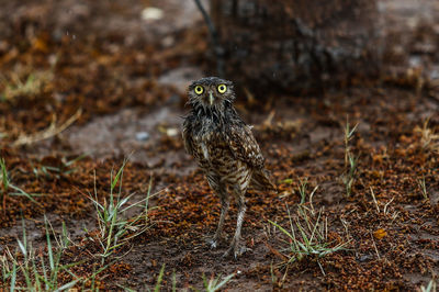 Close-up of a bird on field