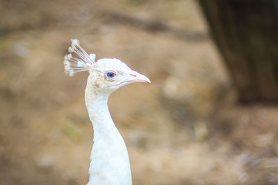 Close-up of a bird