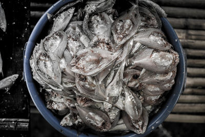 High angle view of fish in container