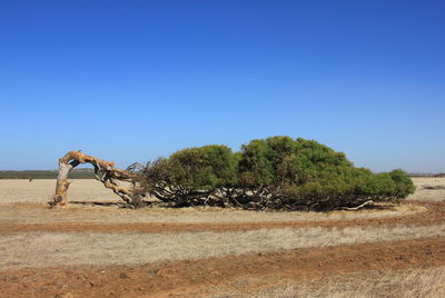 Side view of trees on field against clear blue sky