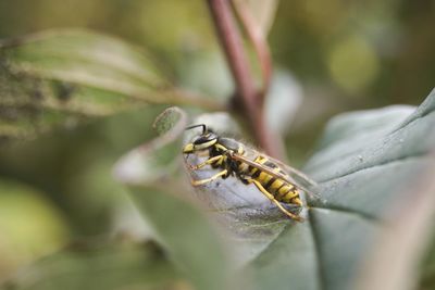 Close-up of insect on leaf