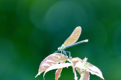 Close-up of butterfly pollinating flower