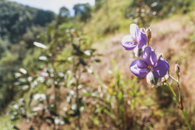 Close-up of purple flowering plant