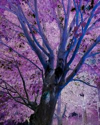 Full frame shot of pink flower tree