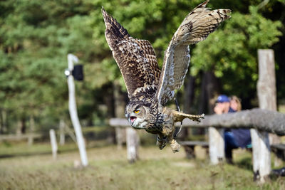 Birds flying in a bird