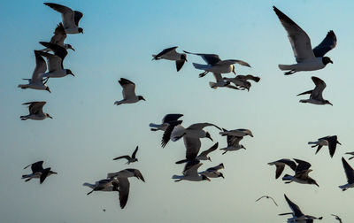 Seagulls in formation 