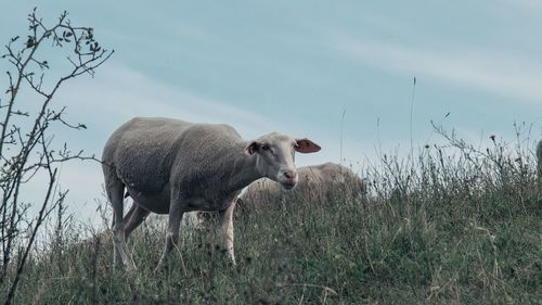 Cow standing on field against sky