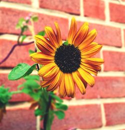 Close-up of yellow flower