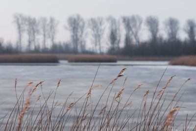 Close-up of frozen lake against sky