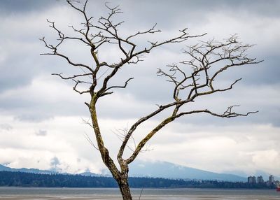 Tree against sky during sunset