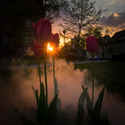 Close-up of tulips blooming against sky during sunset