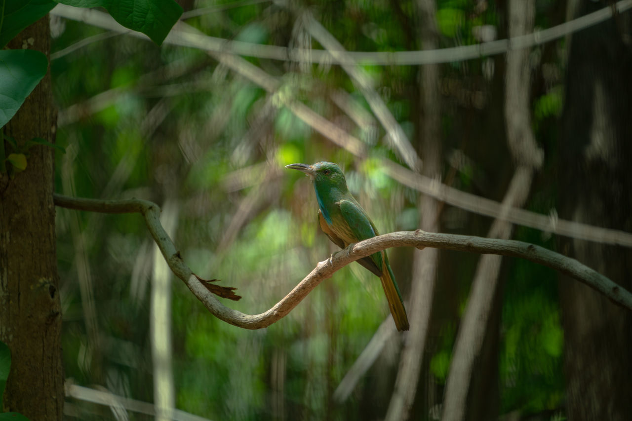 BIRD PERCHING ON A TREE