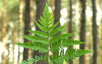 Close-up of fern leaves