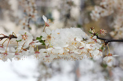 Close-up of cherry blossoms on branch