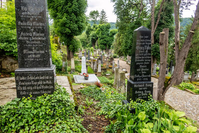 Trees growing in cemetery
