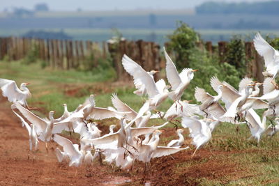 Close-up of white birds flying over land