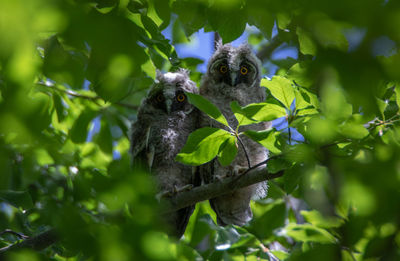 Low angle view of bird on tree