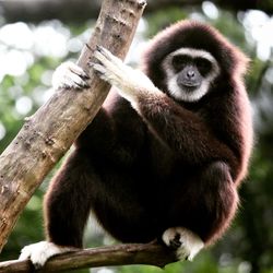 Portrait of monkey sitting on tree in forest