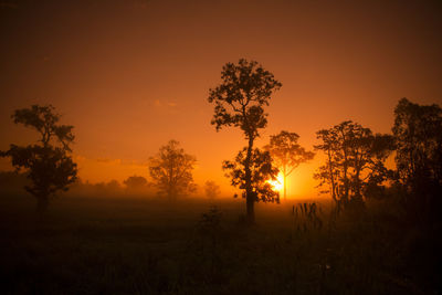 Trees growing on field against sky during sunset