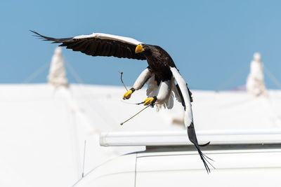 Close up of a stellers sea eagle flying in a falconry demonstration.