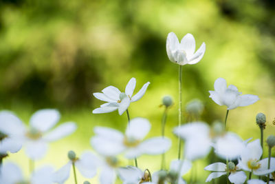 Close-up of white crocus flowers blooming outdoors