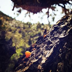 Close-up of tree trunk