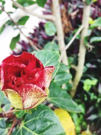 Close-up of red rose blooming outdoors