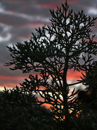 Close-up of silhouette tree against sky