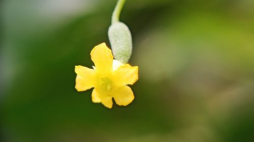 Close-up of yellow flowering plant