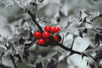 Close-up of red berries