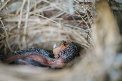 Close-up of bird in nest