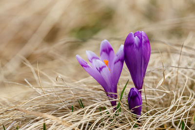 Close-up of purple crocus flowers on field