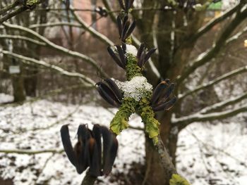 Close-up of snow on plant