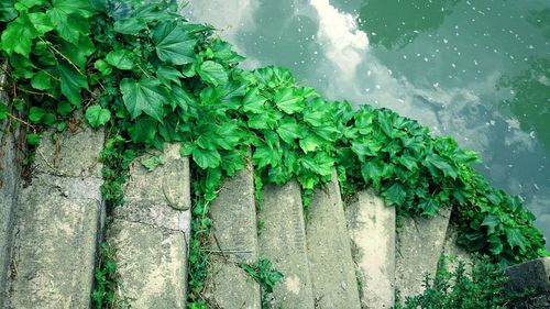 Plants growing in water