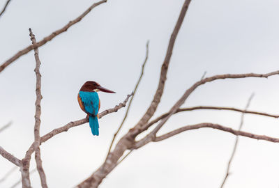 Low angle view of bird perching on branch