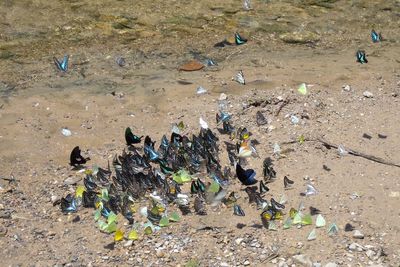 Swarm of butterflies on ground