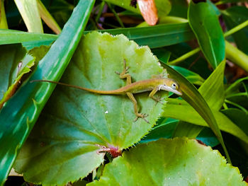 Close-up of insect on leaves