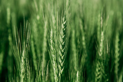 Green wheat field close up image. agriculture scene