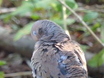 Close-up of owl perching on plant