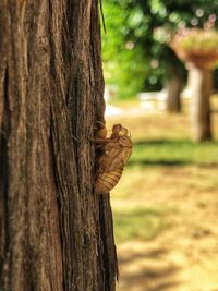 Close-up of squirrel on tree trunk