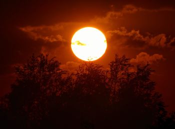 Low angle view of silhouette trees against orange sky