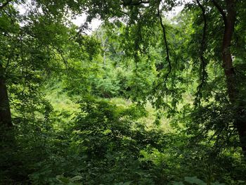 Trees in forest