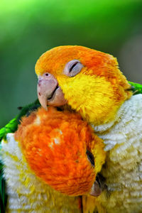 Close-up of parrot