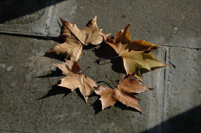 High angle view of maple leaves fallen on ground